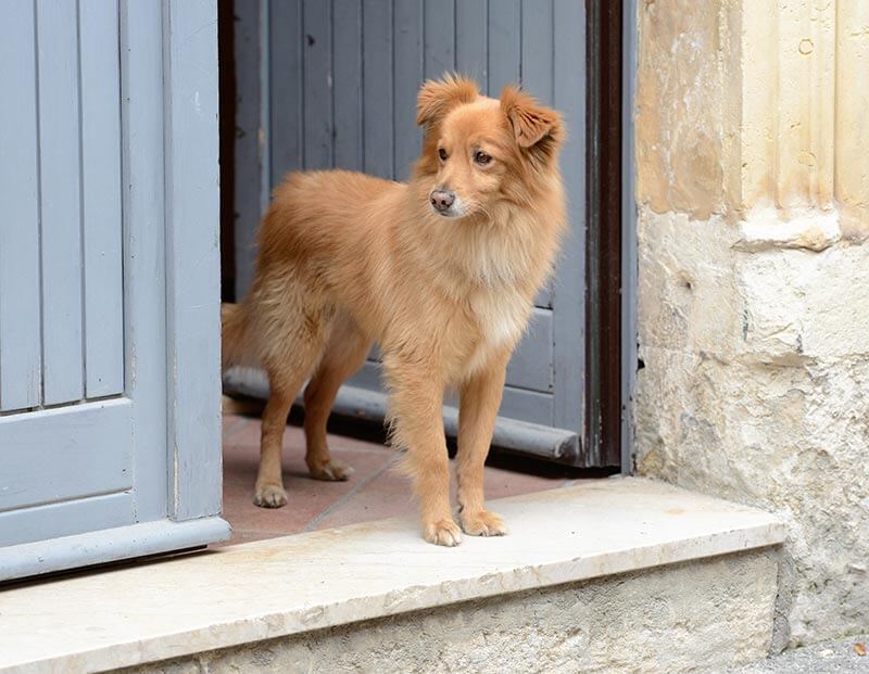 comportementaliste canin à distance ou en présentiel comportementaliste canin à distance ou en présentiel