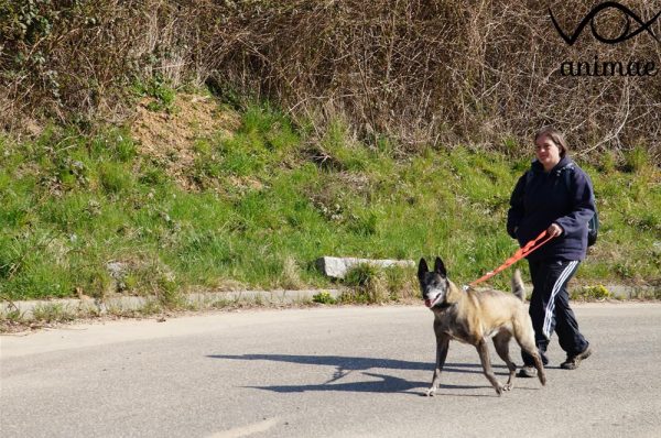 Chien agressif en laisse