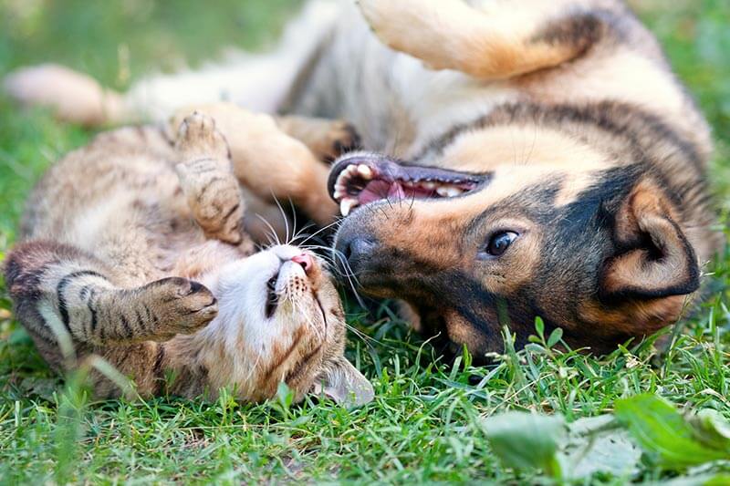 Comportementaliste Canin Felin Vox Animae