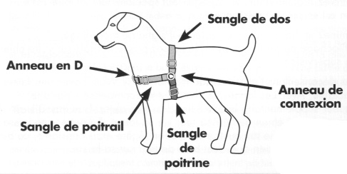 Harnais pour chien Eask Walk Deluxe - Sherbrooke Canin