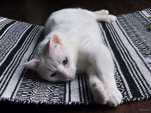 Comment reconnaître les signes de stress chez votre chat ? – Les Esses – Le  Blog