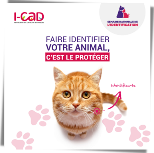 Faire identifier son animal domestique