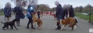 les méthodes d'éducation canine brutales dénoncées par One Voice