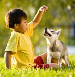 L'attestation de connaissance, ou ACACED, est obligatoire pour exercer avec les animaux domestiques