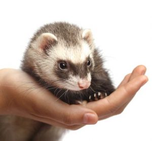 Le comportement du furet s'apprend avec Vox Animae !