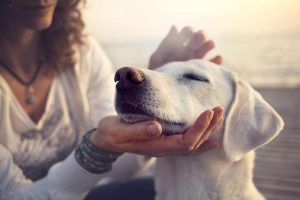 praticien en massage canin