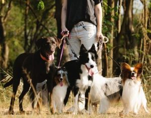 devenir dog walker avec Vox Animae