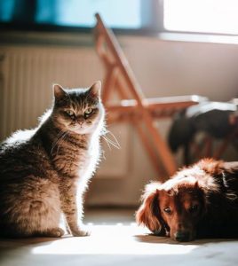 pet sitting, la garde de chien et chat à domicile