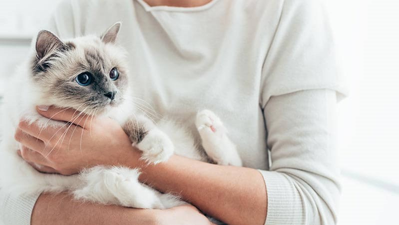 chat handicapé