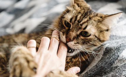 "caressé-mordeur" : parfois le chat attaque la main qui caresse...