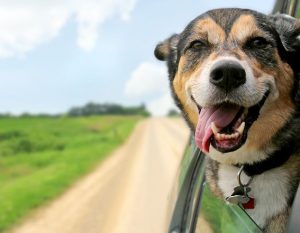 les dangers de l'été pour les chiens, par Colette Cuenot de Vox Animae