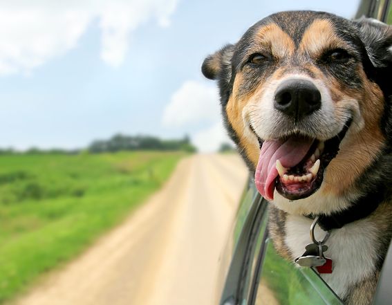 les dangers de l'été pour les chiens, par Colette Cuenot de Vox Animae