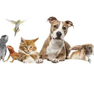 formation pour chiens, chats et NAC en ACACED avec Vox Animae