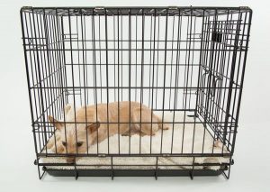 illustration "chien en cage" Pixabay PourquoiPas
