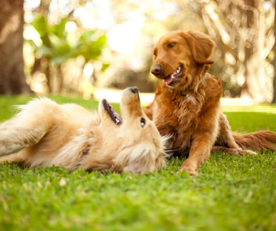 La cage pour chien : prison ou solution ? - Vox Animae