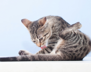 Chat qui s'arrache les poils