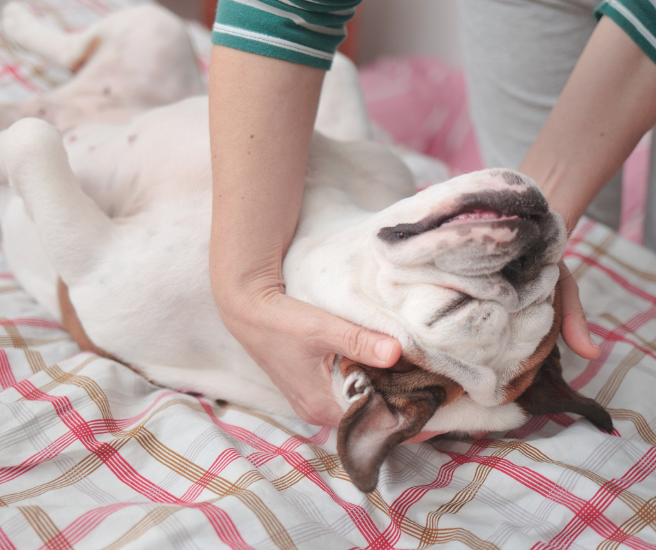 Soins, Bien-être & Confort canin et félin