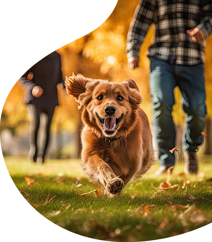 Un animal de compagnie au travail, c'est plus d'implication et