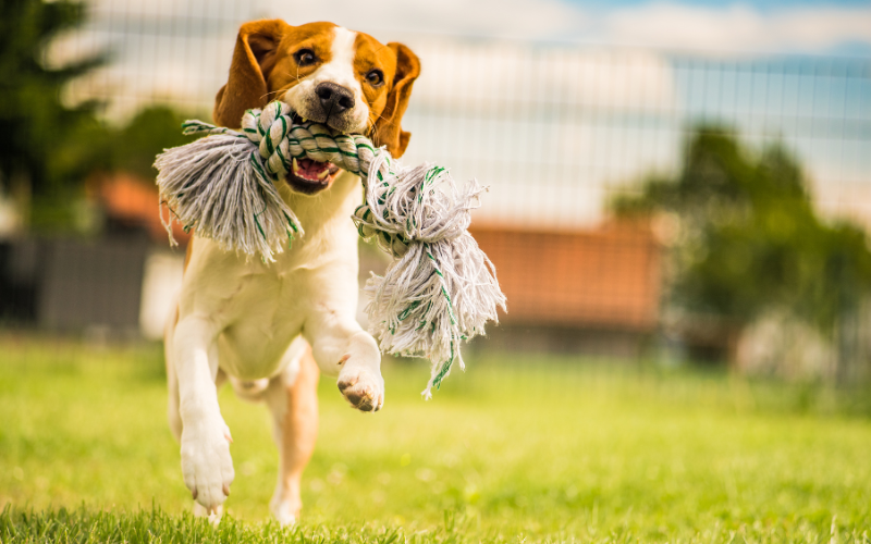 Image illustrant l'article du Dr Pauline SALVIN "Le jeu chez le chien"