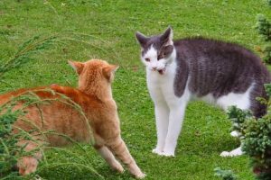 pourquoi mon chat est agressif