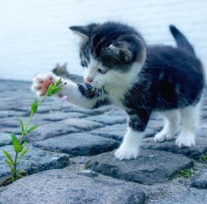 module e-learning comment le chat apprend