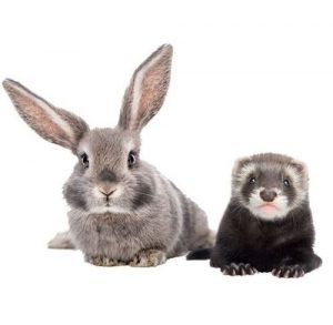 pack comportement lapin domestique et furet