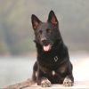 pack de modules le chien au naturel, par Vox Animae