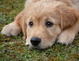 pack de modules le chien au naturel, par Vox Animae