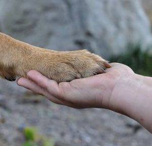 pack de modules sur la cohabitation humain-chien