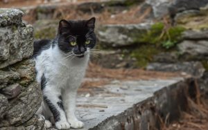 chat libre