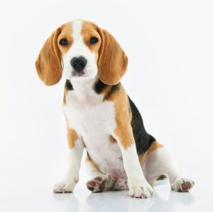 chien meilleur ami de l'homme