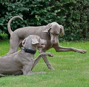 de quoi parlent les chiens