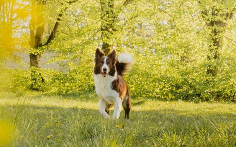 chien en forêt : risque de tiques