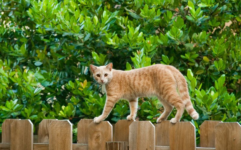 chat errant, il faut le pucer !