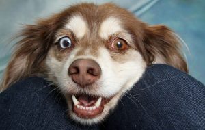pet sitting pour chien et chat