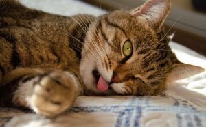 chat qui a chaud