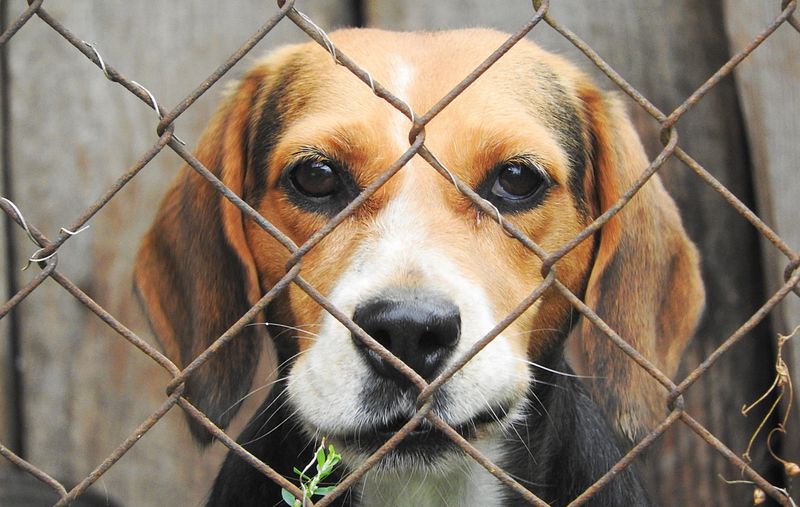 travail d'éducation et de rééducation des chiens de refuge
