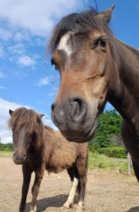 team building Vox Animae avec les chevaux d'Ethoparc