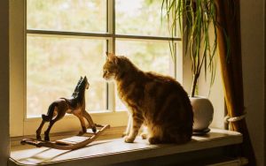 mode de garde chat