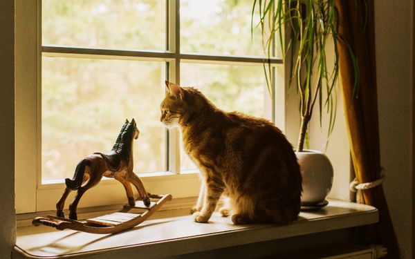 mode de garde chat