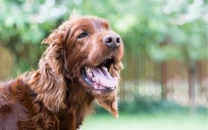 régulation température chien