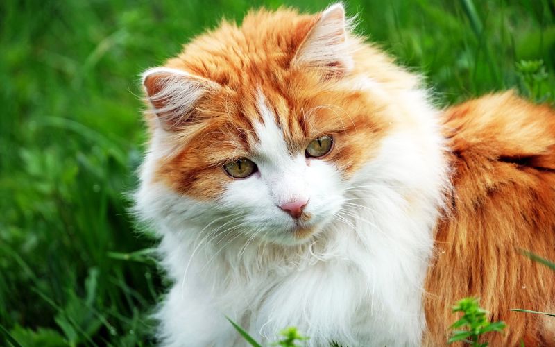 fausses bonnes idées avec un chat l'été