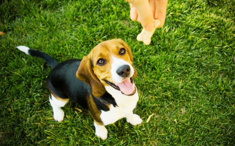 éducation canine et conditionnement opérant