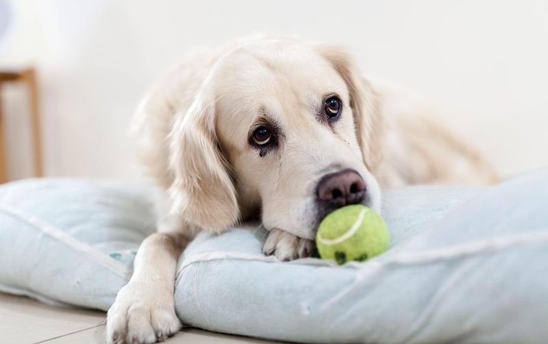 chien qui boude au retour de pension