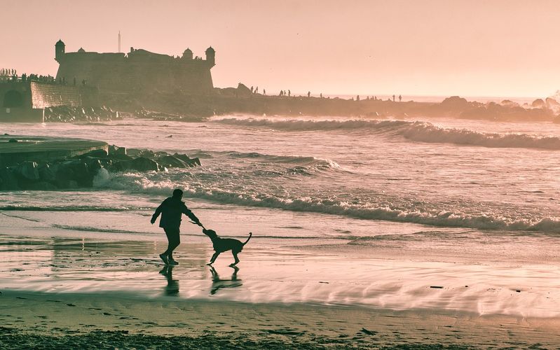 reprendre une activité et laisser son chien