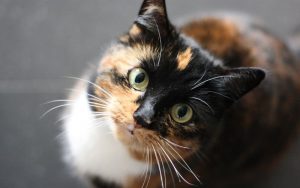 décryptage : le chat est-il réellement indépendant ?