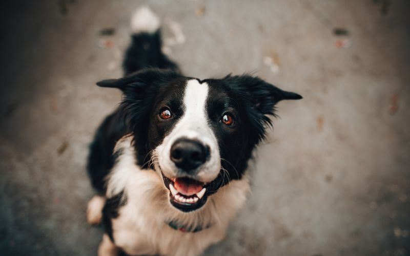 chien perdu