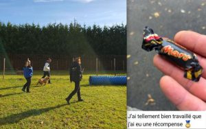 éducation canine en positif