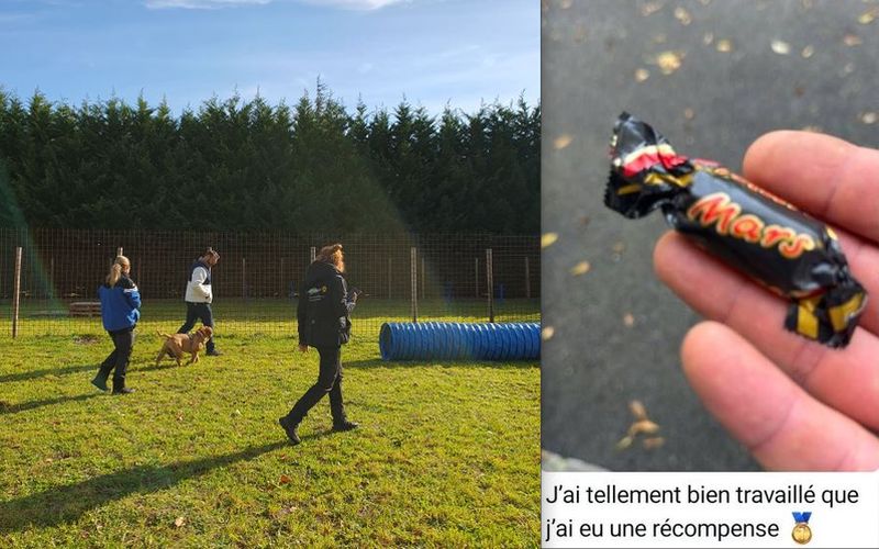 éducation canine en positif