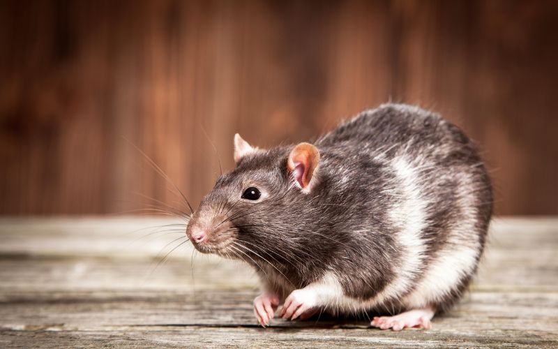 décryptage, le rat ce mal-aimé